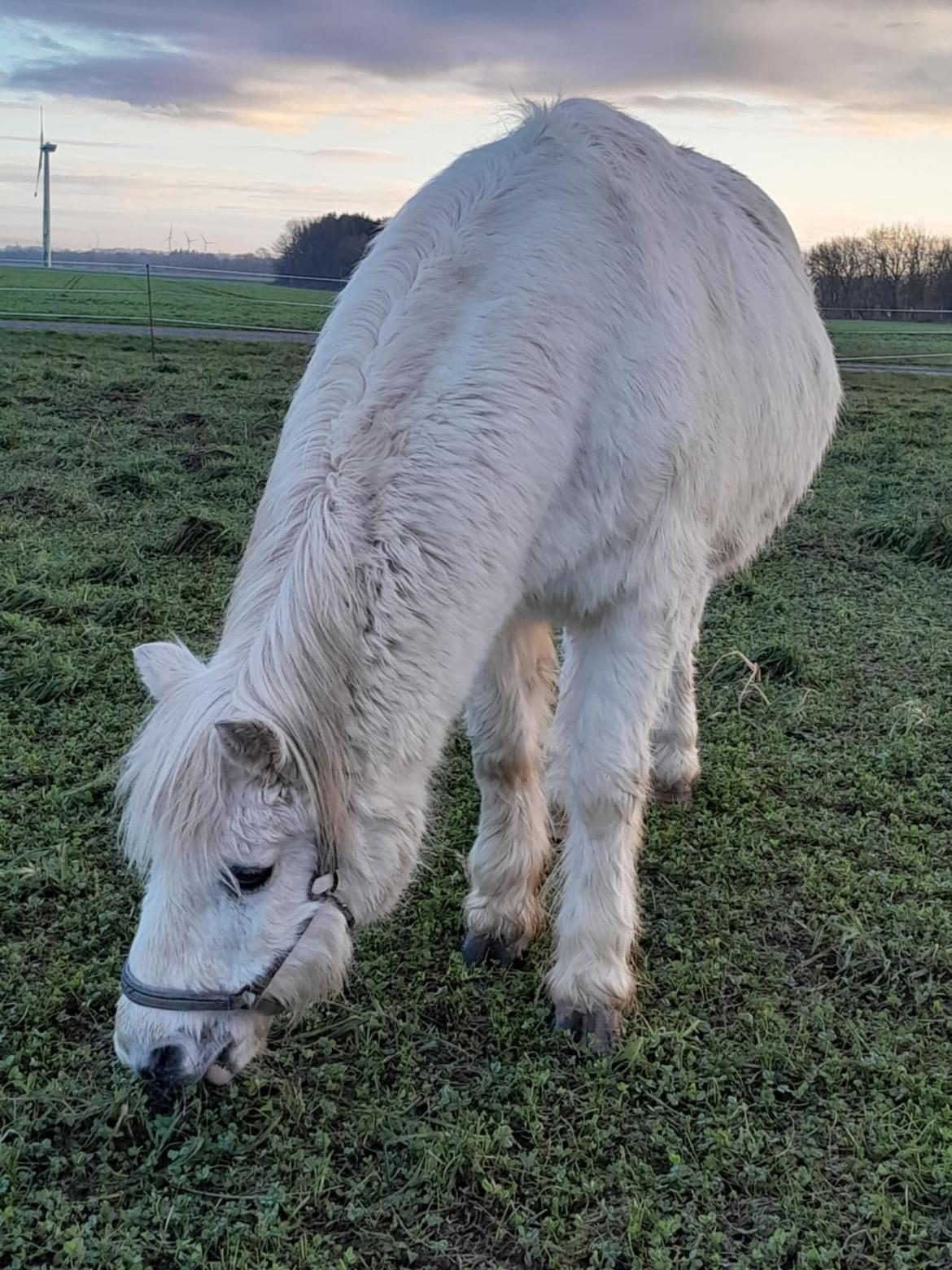 Welsh Mountain (sec A) Snehvide (Sne) - Januar 2025 billede 27