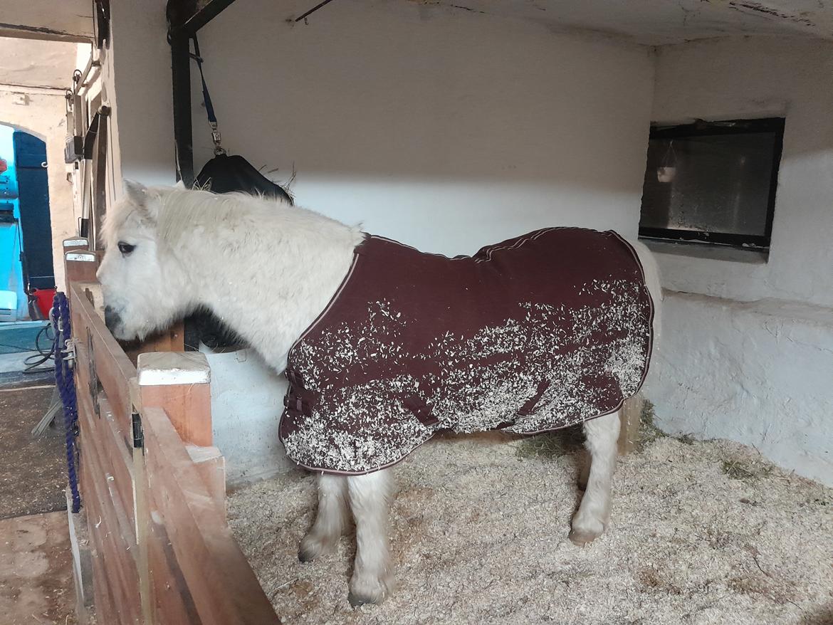 Welsh Mountain (sec A) Snehvide (Sne) - Januar 2025 Nogen har vist sovet godt billede 28