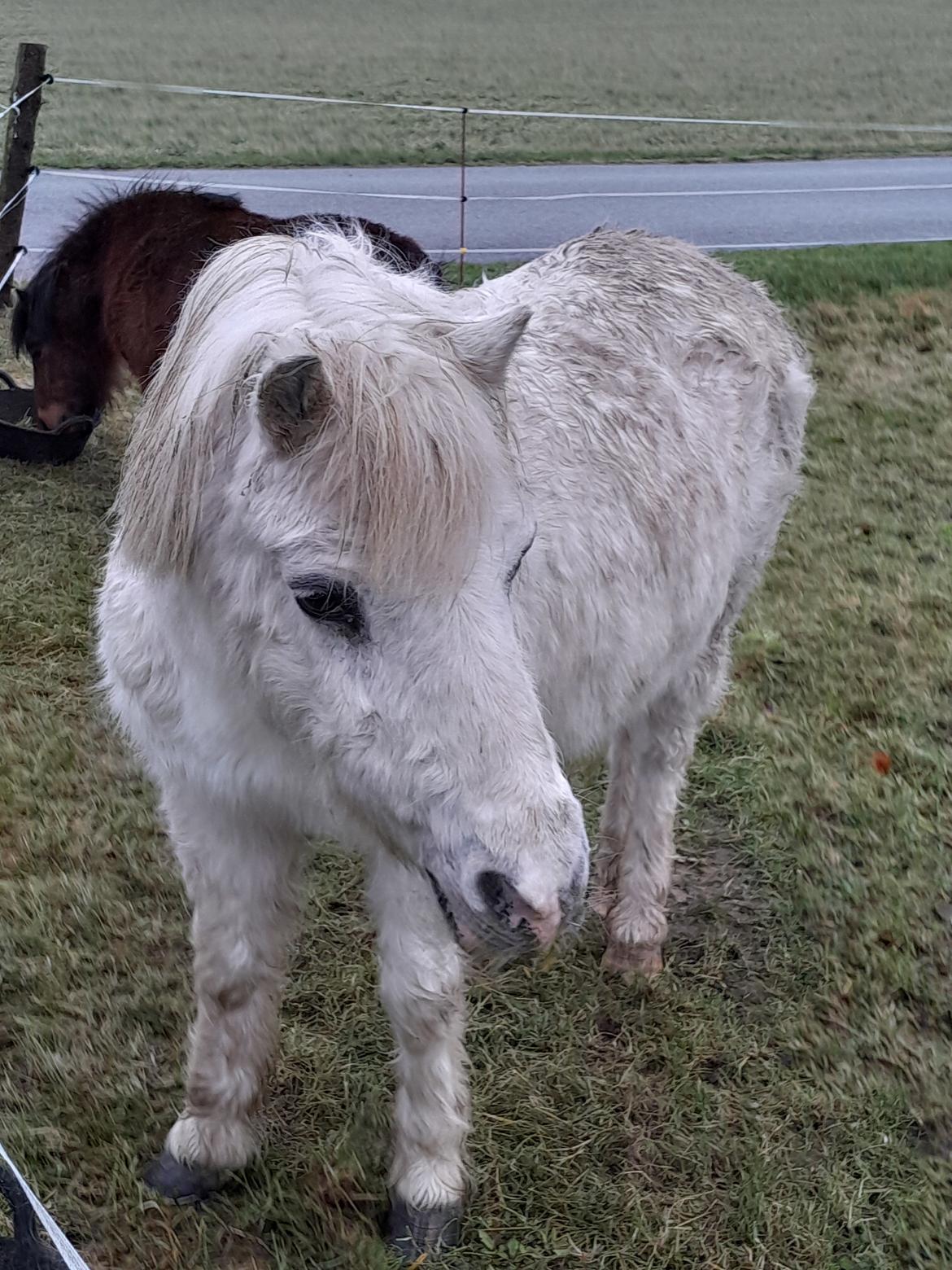 Welsh Mountain (sec A) Snehvide (Sne) - Januar 2025 billede 29