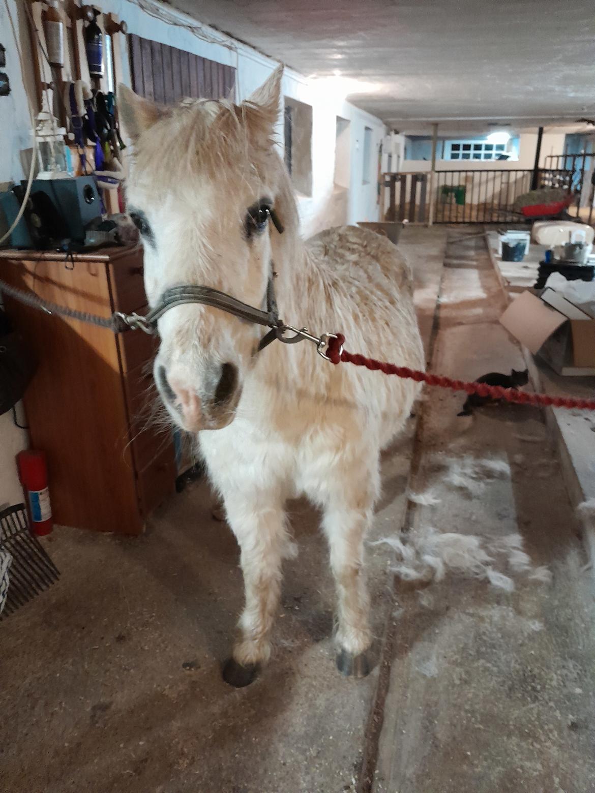 Welsh Mountain (sec A) Snehvide (Sne) - Januar 2025 billede 30