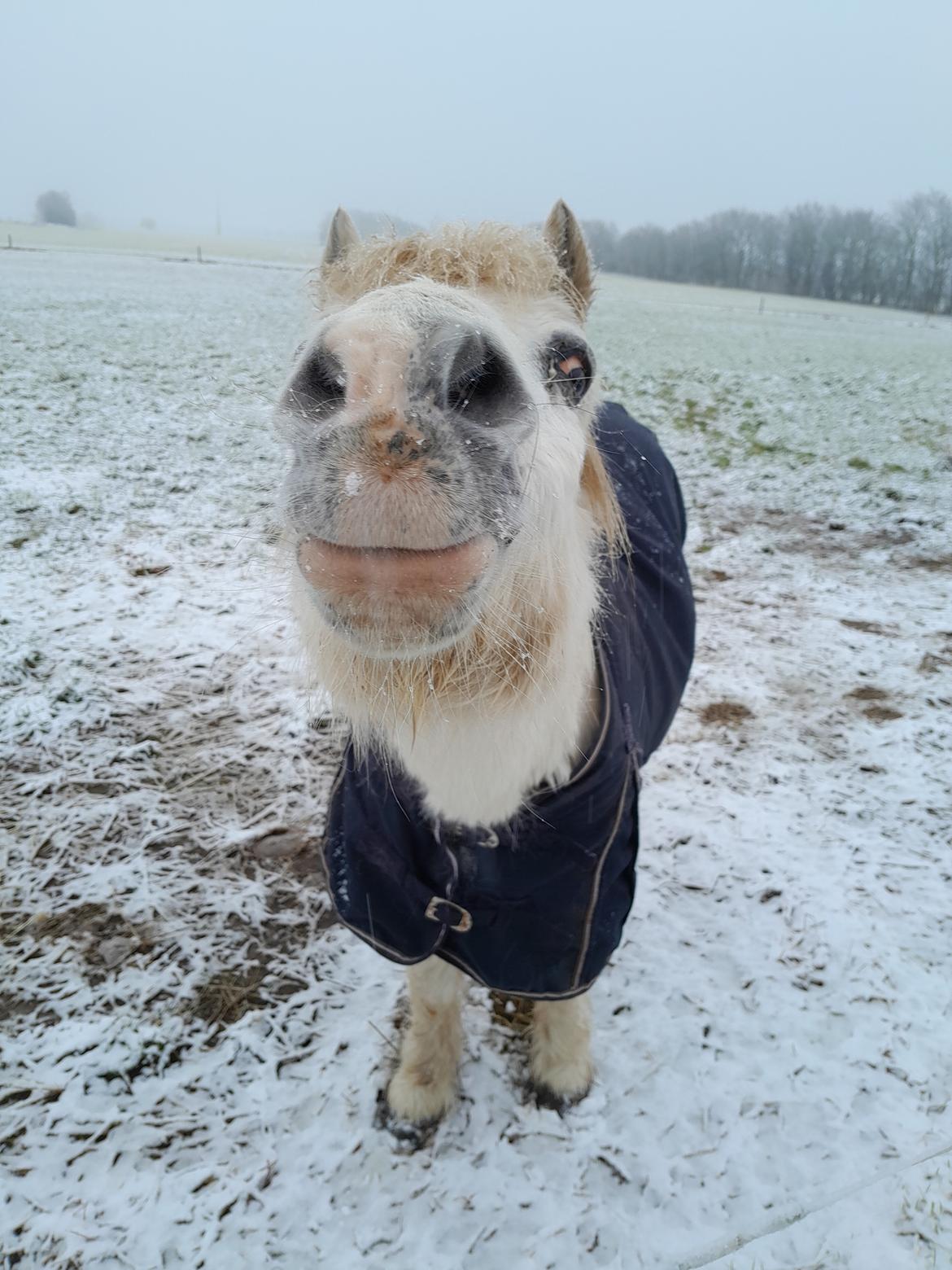 Welsh Mountain (sec A) Snehvide (Sne) - Januar 2025 billede 31