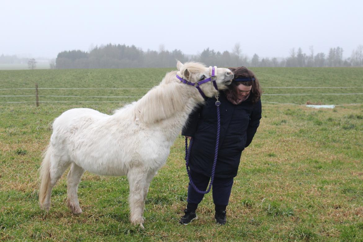 Welsh Mountain (sec A) Snehvide (Sne) - 18.01-2025 4 årsdag for da Sne ankom i pasning billede 32