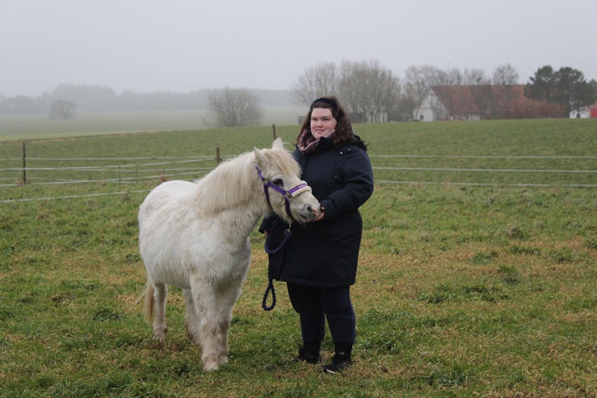 Welsh Mountain (sec A) Snehvide (Sne) - 18.01-2025 4 årsdag for da Sne ankom i pasning billede 33