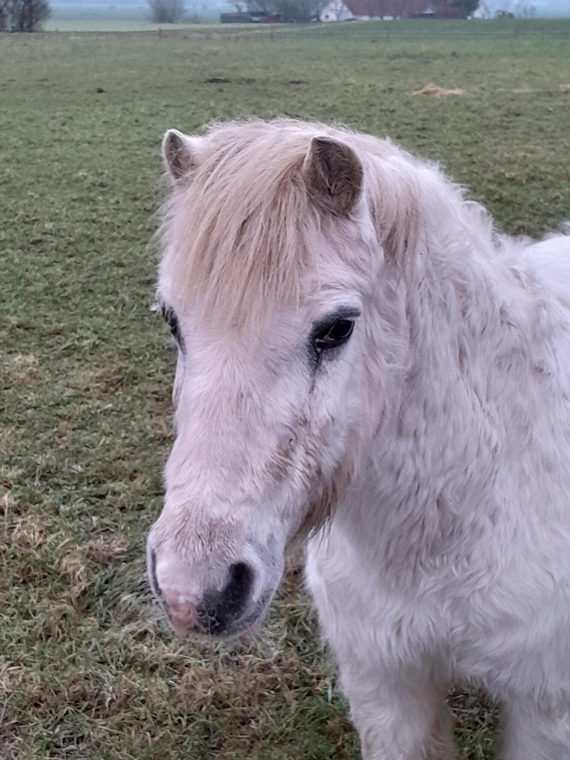 Welsh Mountain (sec A) Snehvide (Sne) - 18.01-2025 4 årsdag for da Sne ankom i pasning billede 34