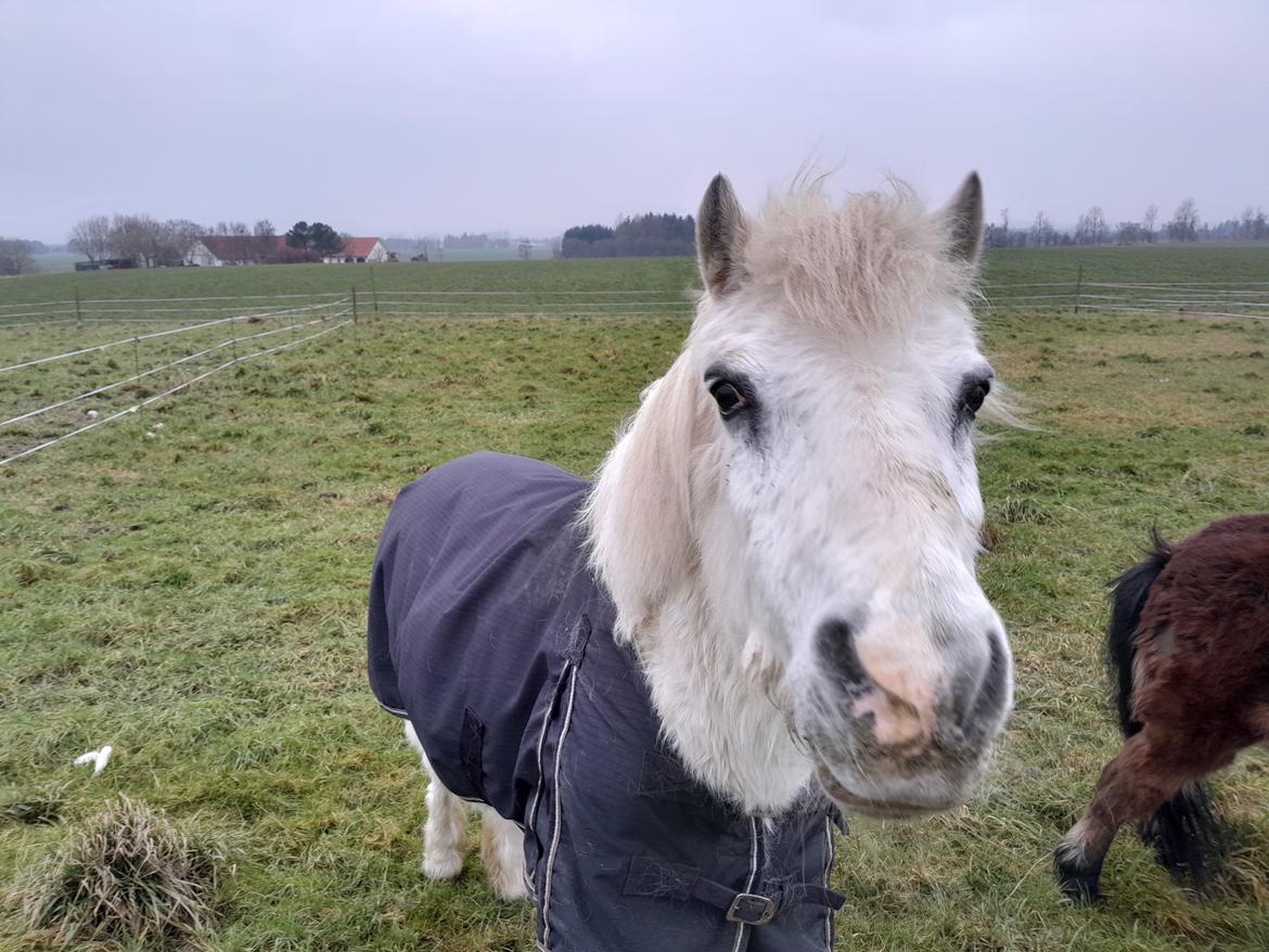 Welsh Mountain (sec A) Snehvide (Sne) - Februar 2025 billede 35