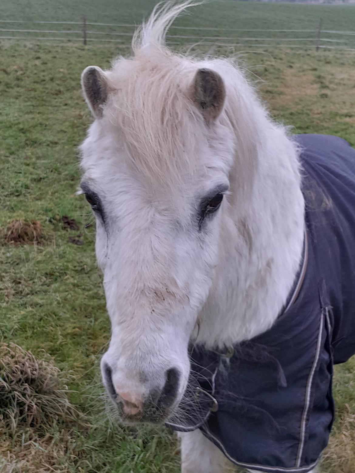 Welsh Mountain (sec A) Snehvide (Sne) - Februar 2025 billede 36