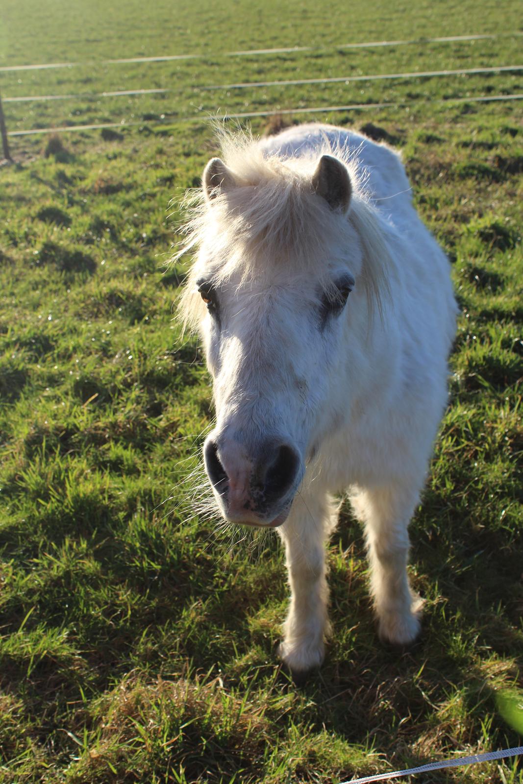 Welsh Mountain (sec A) Snehvide (Sne) - Februar 2025 billede 37