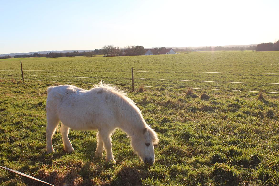 Welsh Mountain (sec A) Snehvide (Sne) - Februar 2025 billede 38