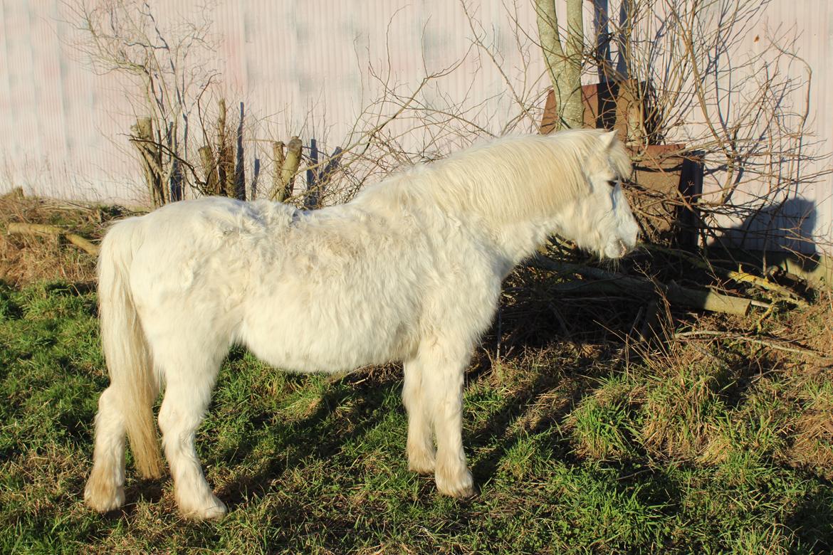 Welsh Mountain (sec A) Snehvide (Sne) - Februar 2025 billede 39