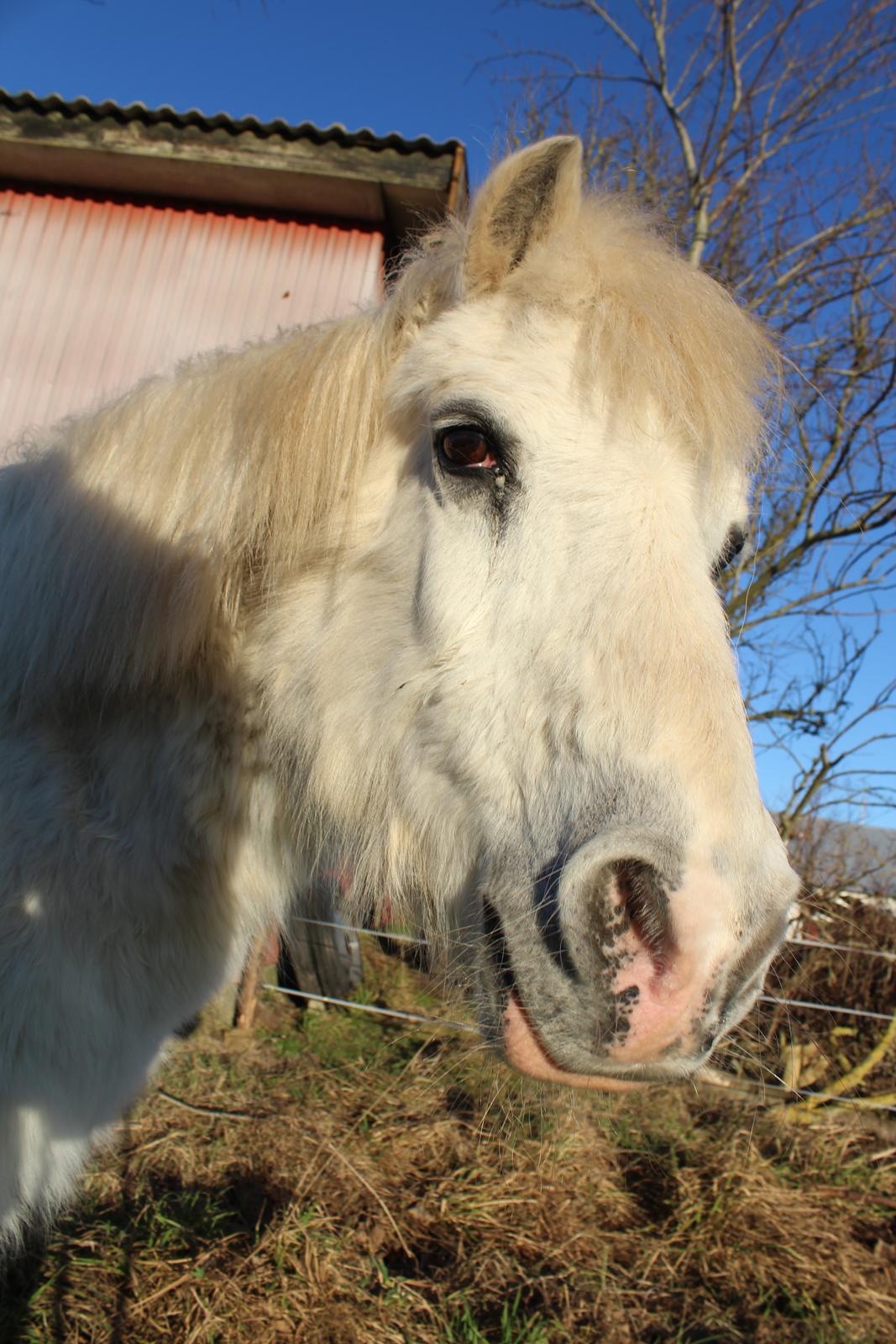 Welsh Mountain (sec A) Snehvide (Sne) - Februar 2025 billede 40