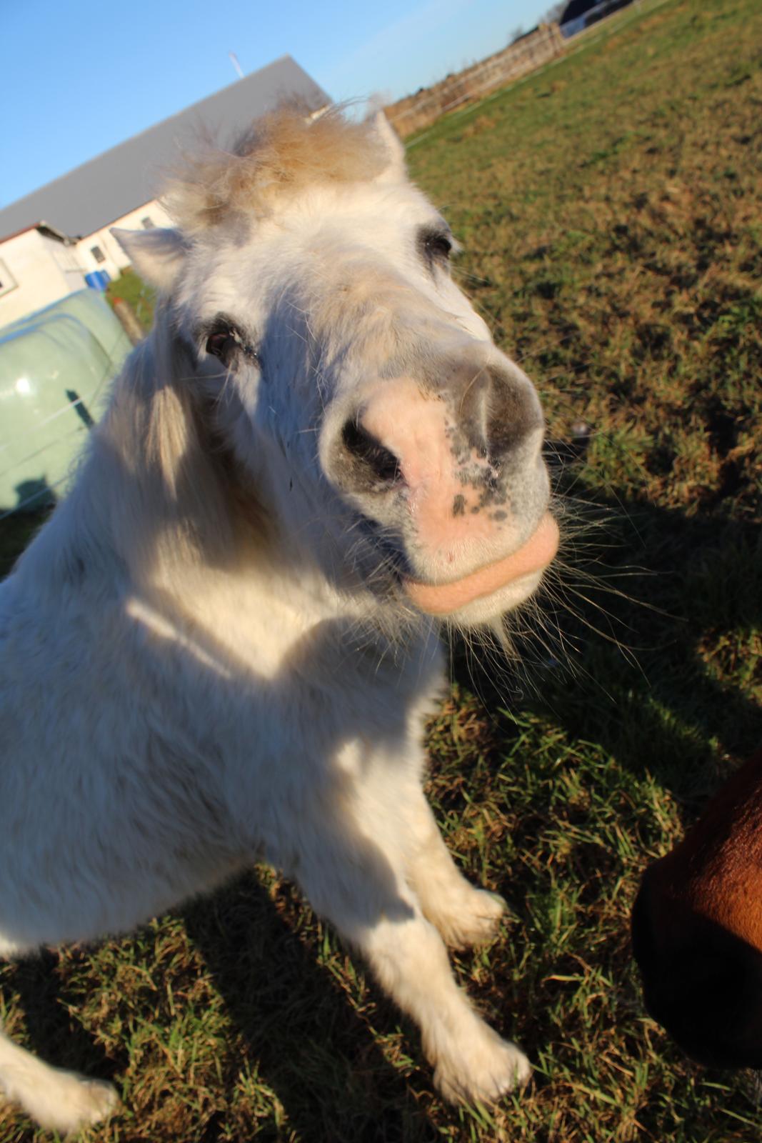 Welsh Mountain (sec A) Snehvide (Sne) - Februar 2025 billede 41