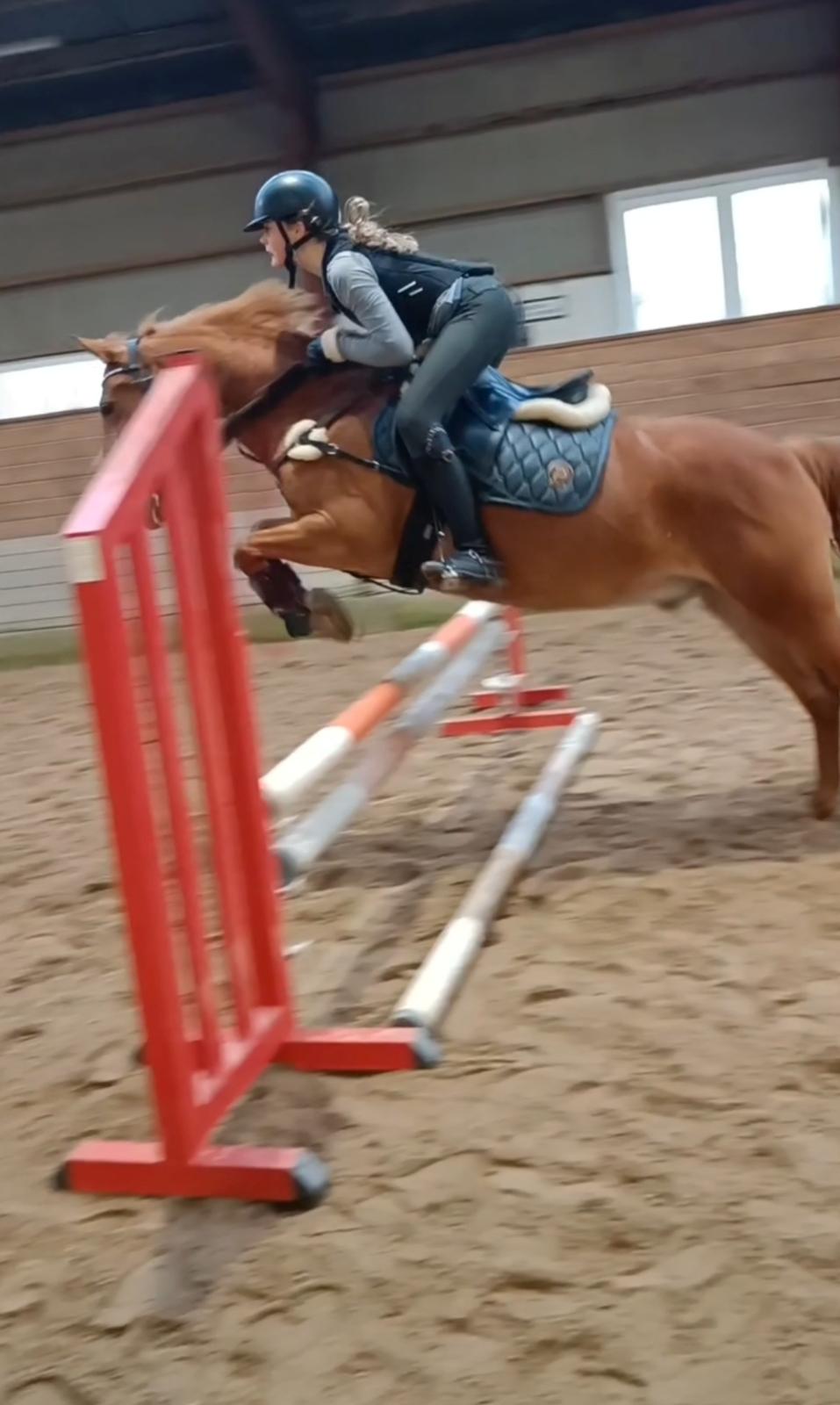 Dansk Varmblod  race ikke sikkert lukas billede 21