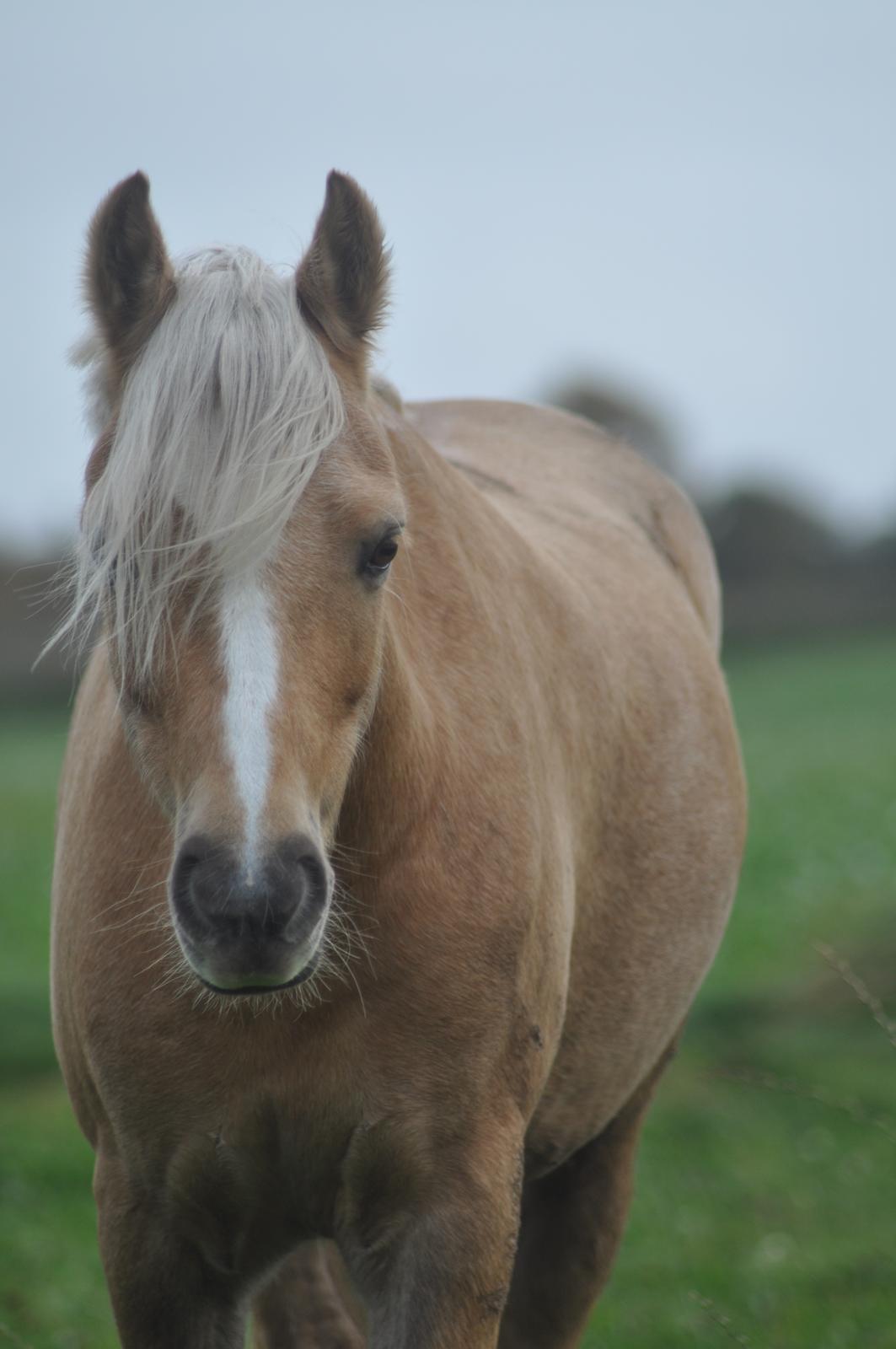 Welsh Pony af Cob-type (sec C) Harvest Nespresso billede 1
