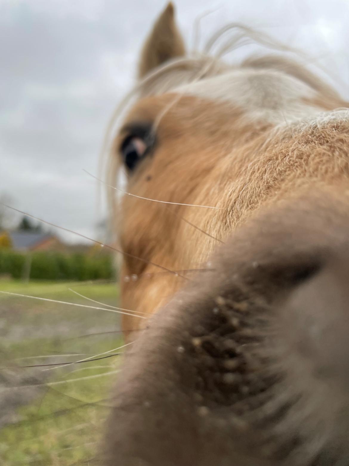 Welsh Pony af Cob-type (sec C) Harvest Nespresso billede 3