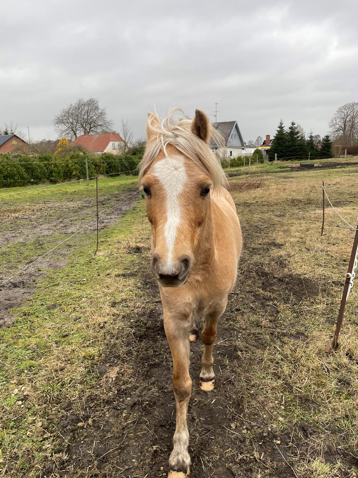 Welsh Pony af Cob-type (sec C) Harvest Nespresso billede 4