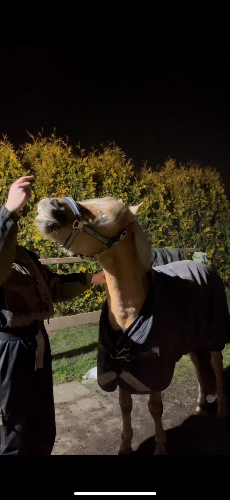 Welsh Pony af Cob-type (sec C) Harvest Nespresso billede 5