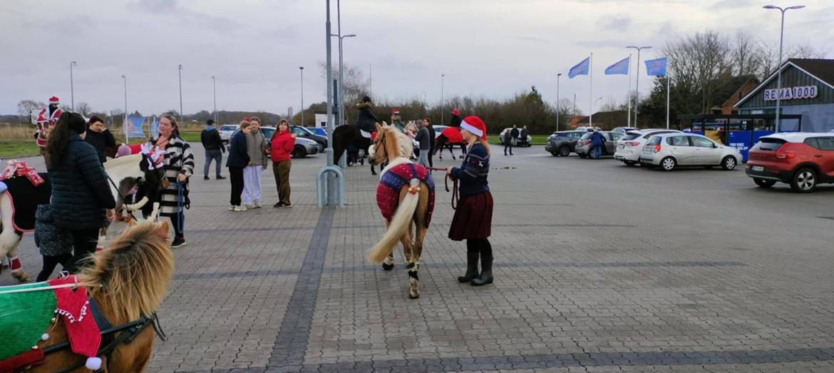 Welsh Pony af Cob-type (sec C) Harvest Nespresso billede 6
