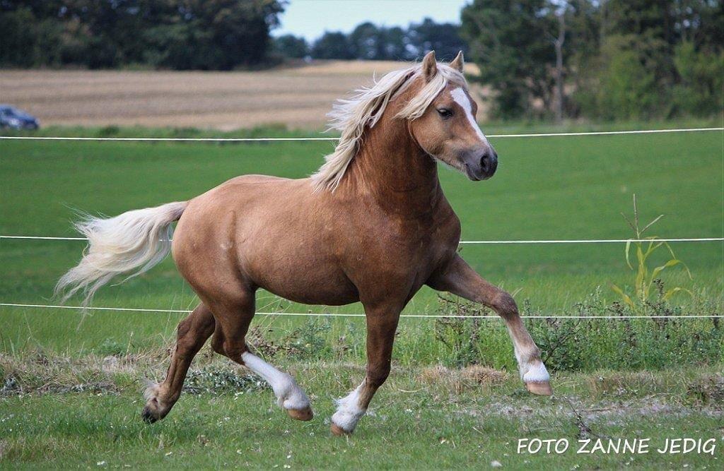 Welsh Pony af Cob-type (sec C) Harvest Nespresso billede 7