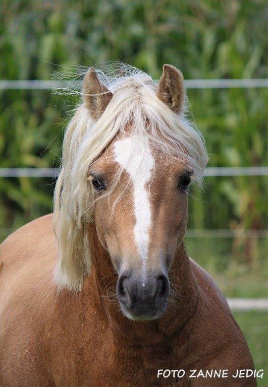 Welsh Pony af Cob-type (sec C) Harvest Nespresso billede 9