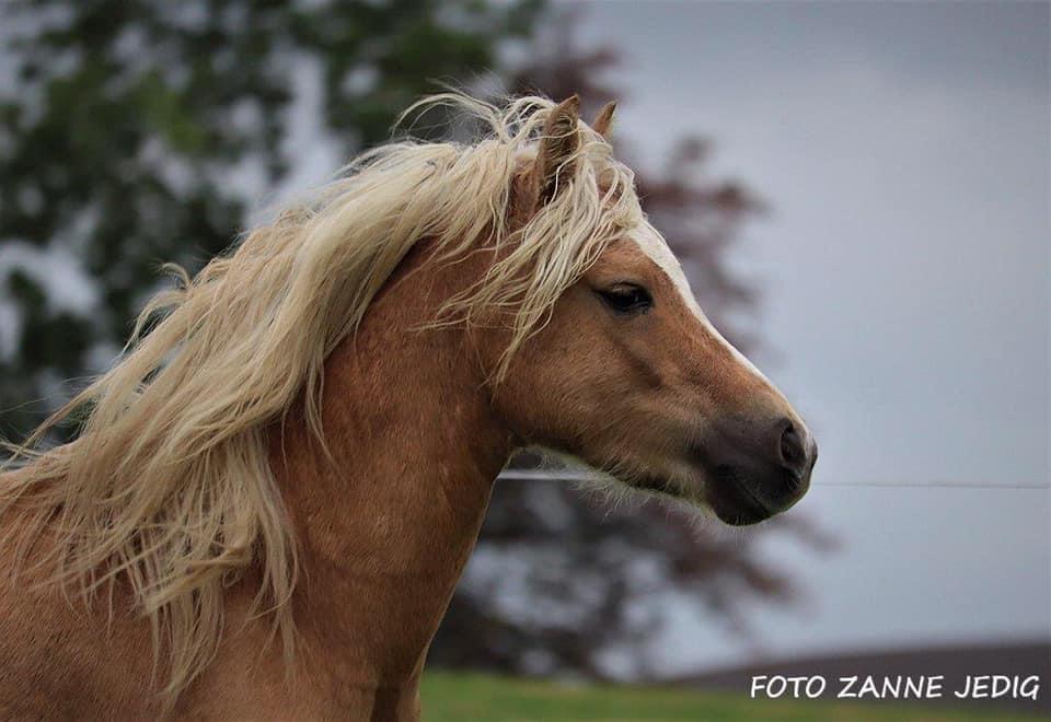 Welsh Pony af Cob-type (sec C) Harvest Nespresso billede 10