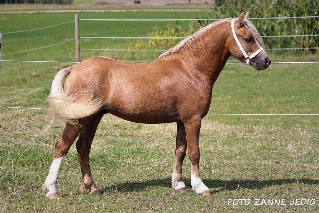 Welsh Pony af Cob-type (sec C) Harvest Nespresso billede 11