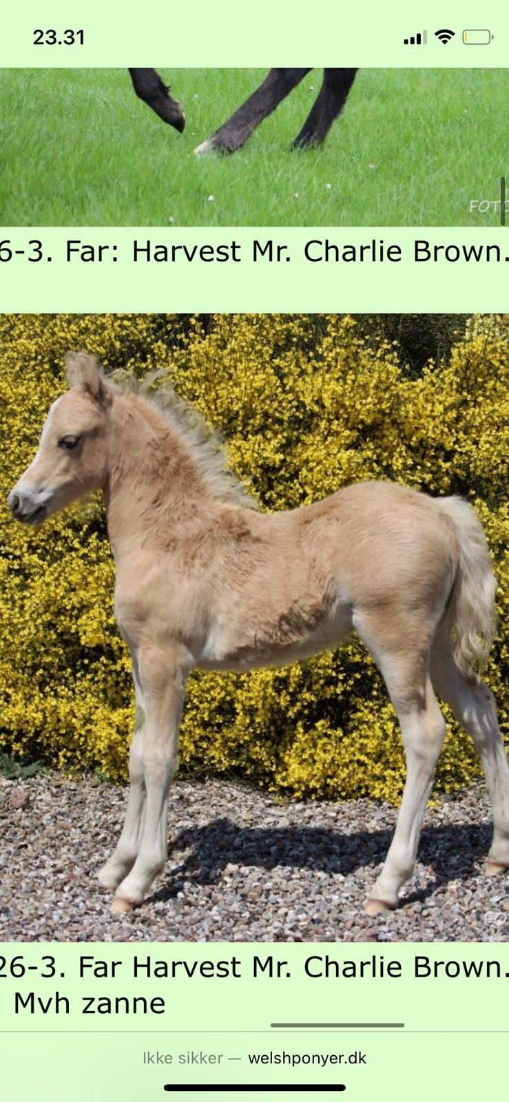 Welsh Pony af Cob-type (sec C) Harvest Nespresso billede 15
