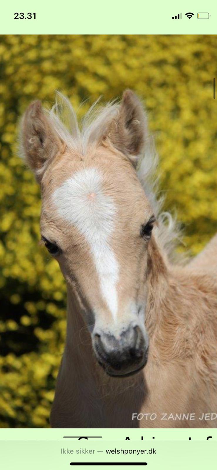 Welsh Pony af Cob-type (sec C) Harvest Nespresso billede 16