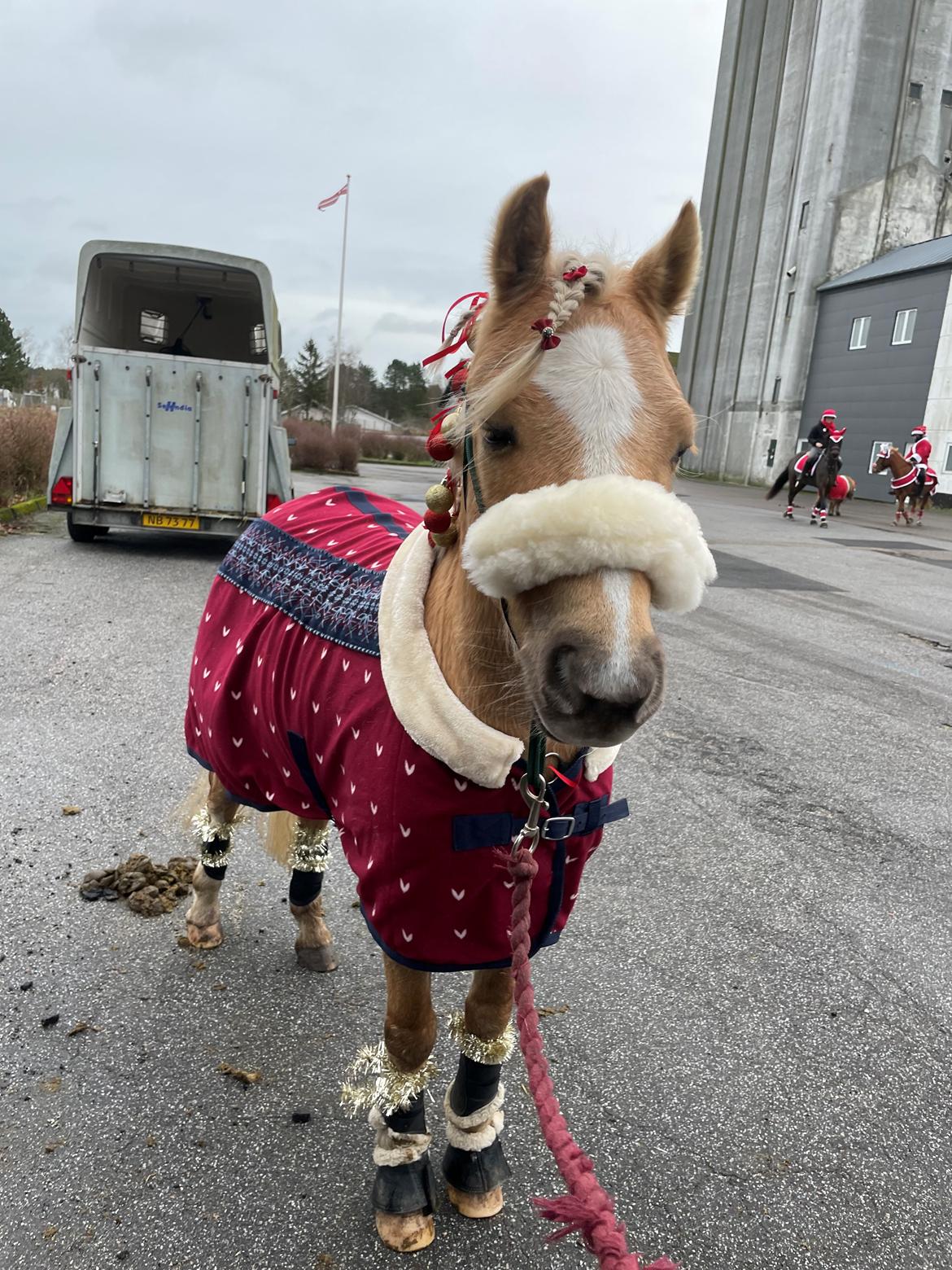 Welsh Pony af Cob-type (sec C) Harvest Nespresso billede 12