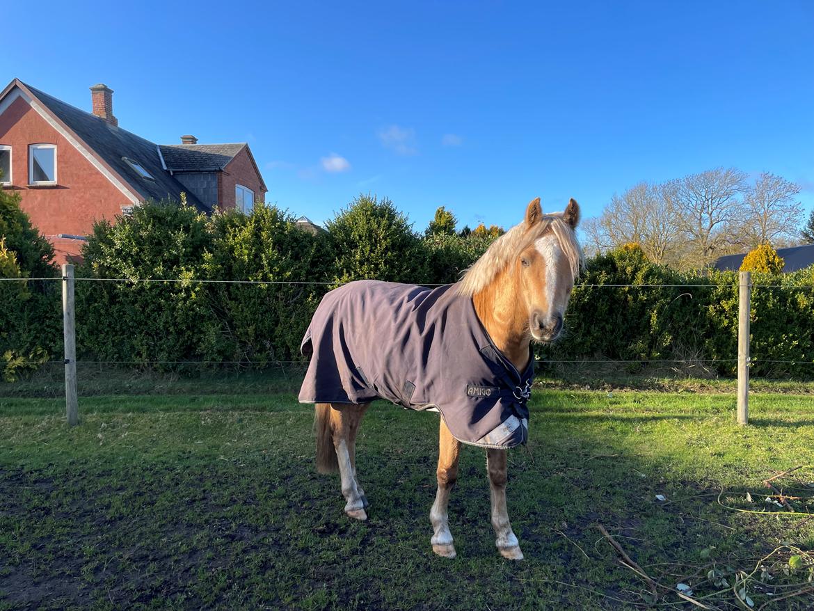 Welsh Pony af Cob-type (sec C) Harvest Nespresso billede 13