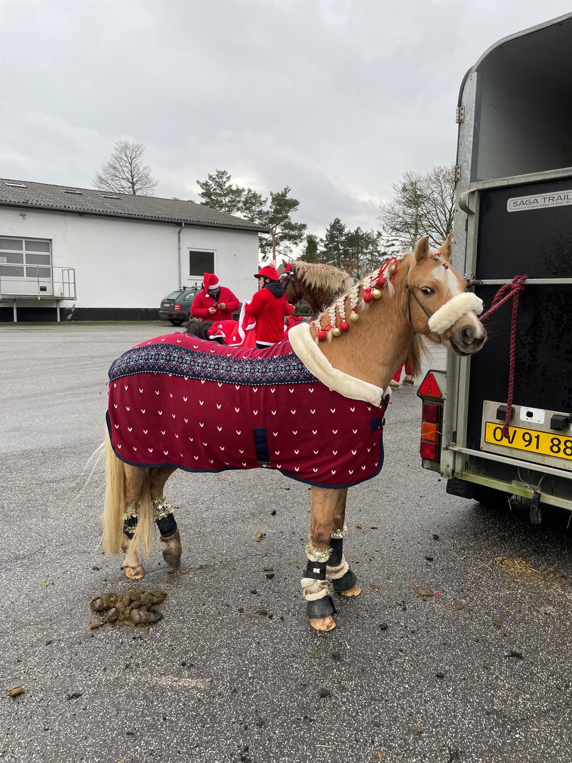 Welsh Pony af Cob-type (sec C) Harvest Nespresso billede 14