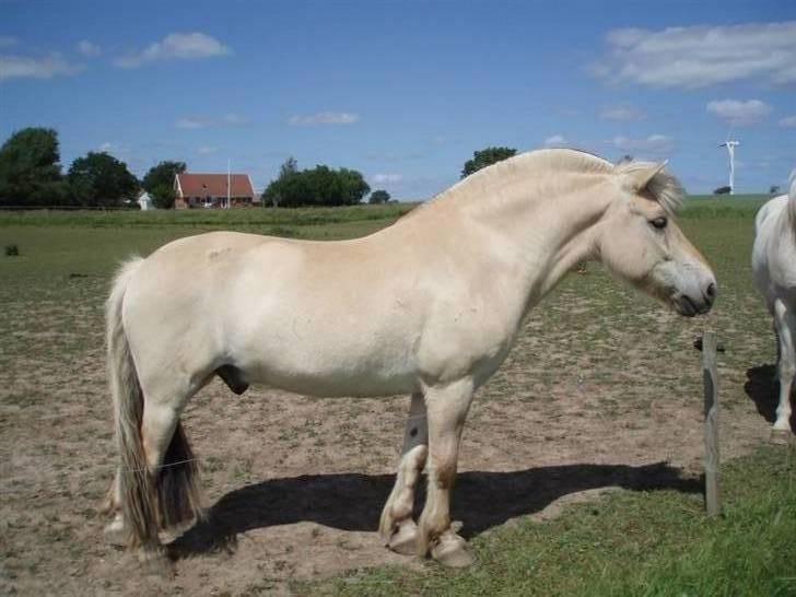 Fjordhest Tjalfe (på de evige græsmarker) - smuk er han billede 3