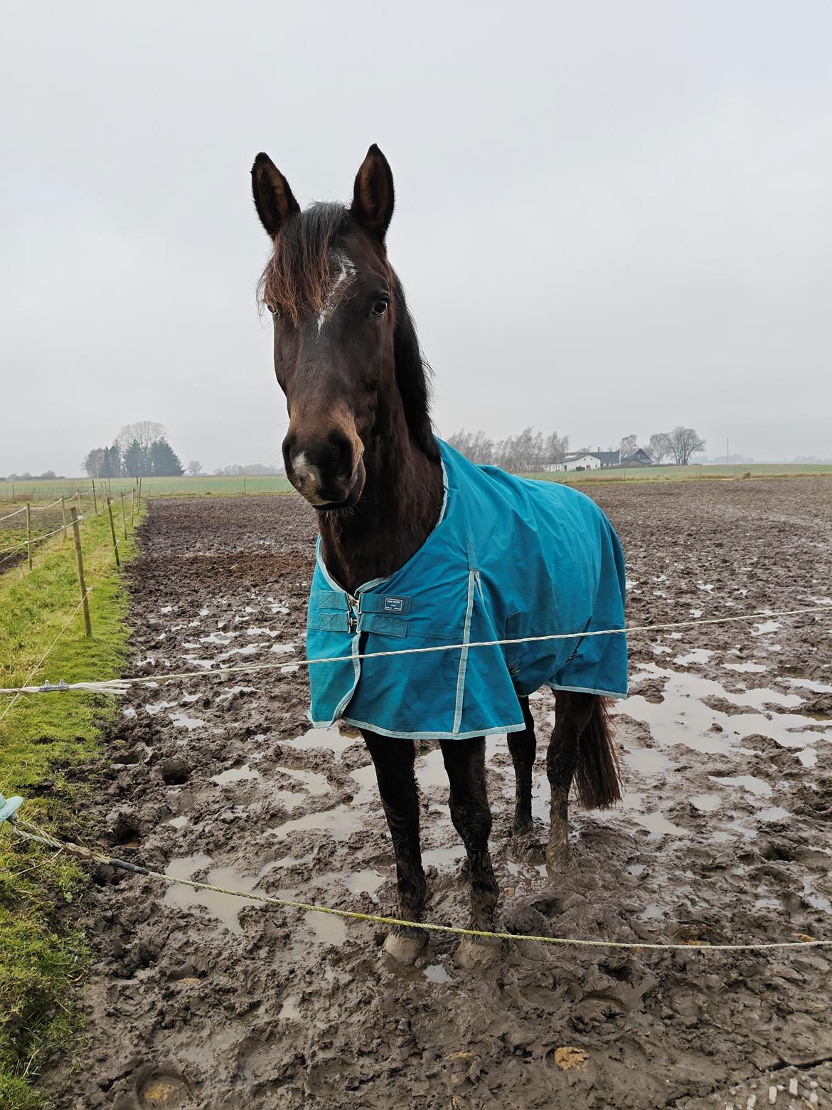 Anden særlig race Stald B's Be Curious billede 14