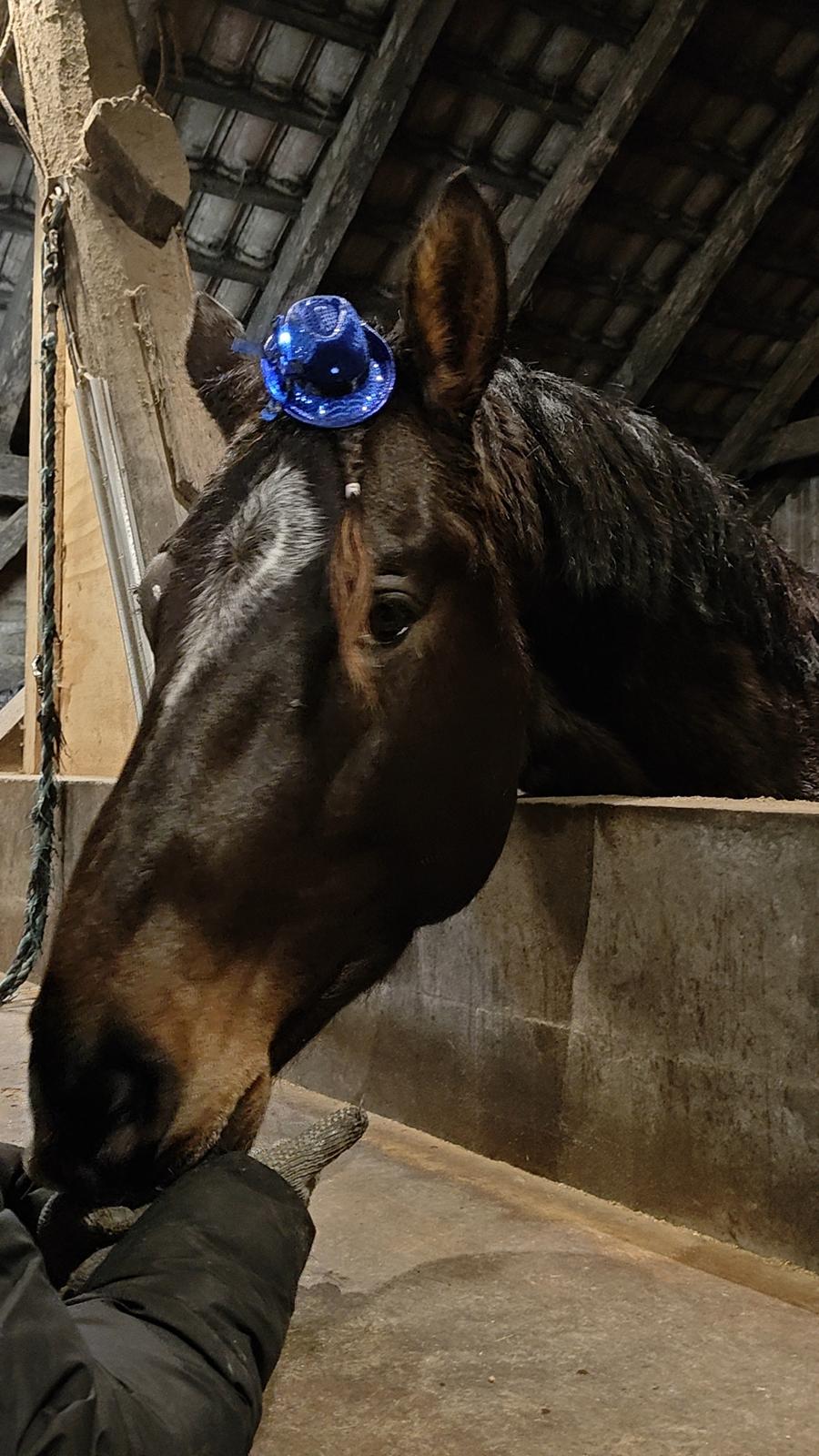 Anden særlig race Stald B's Be Curious billede 15