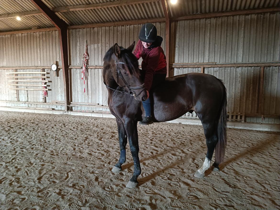 Anden særlig race Stald B's Be Curious billede 16