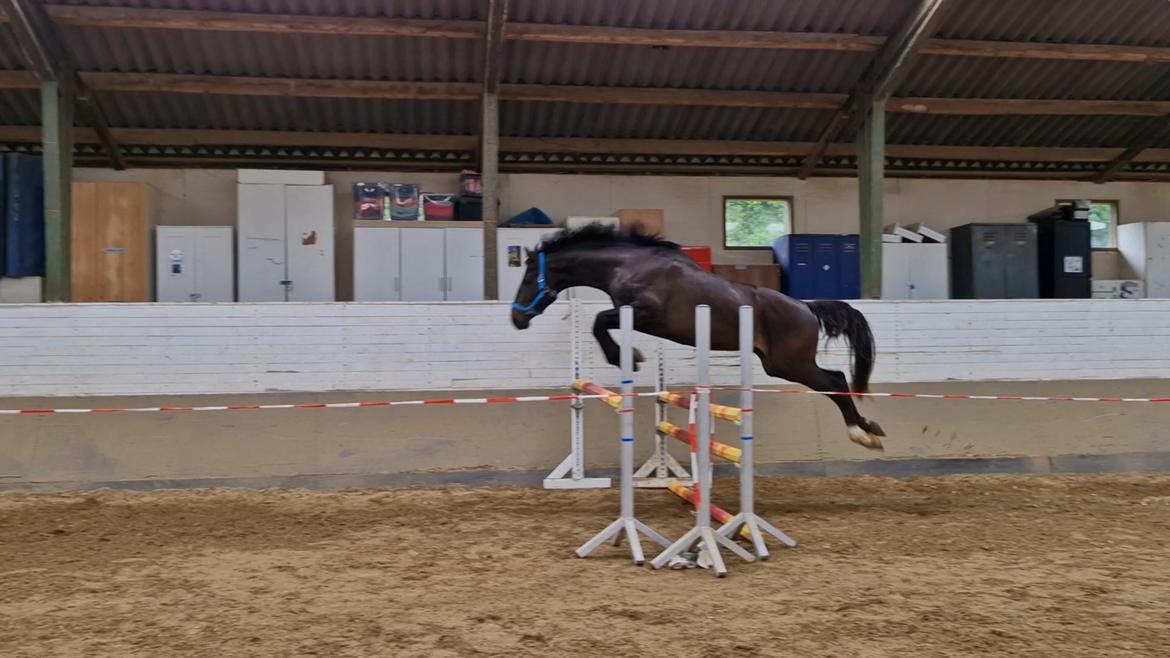 Anden særlig race Stald B's Be Curious billede 18