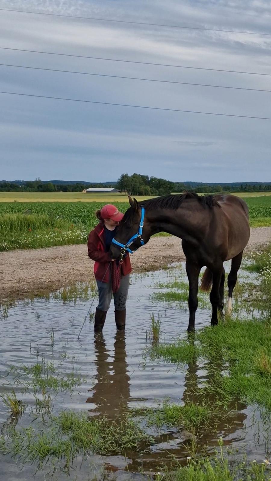Anden særlig race Stald B's Be Curious billede 17