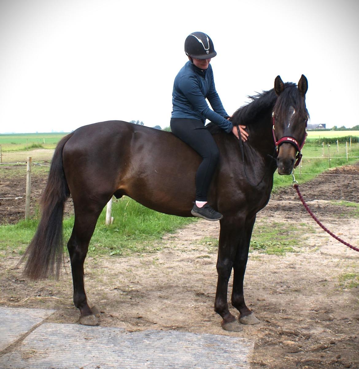 Anden særlig race Stald B's Be Curious billede 19