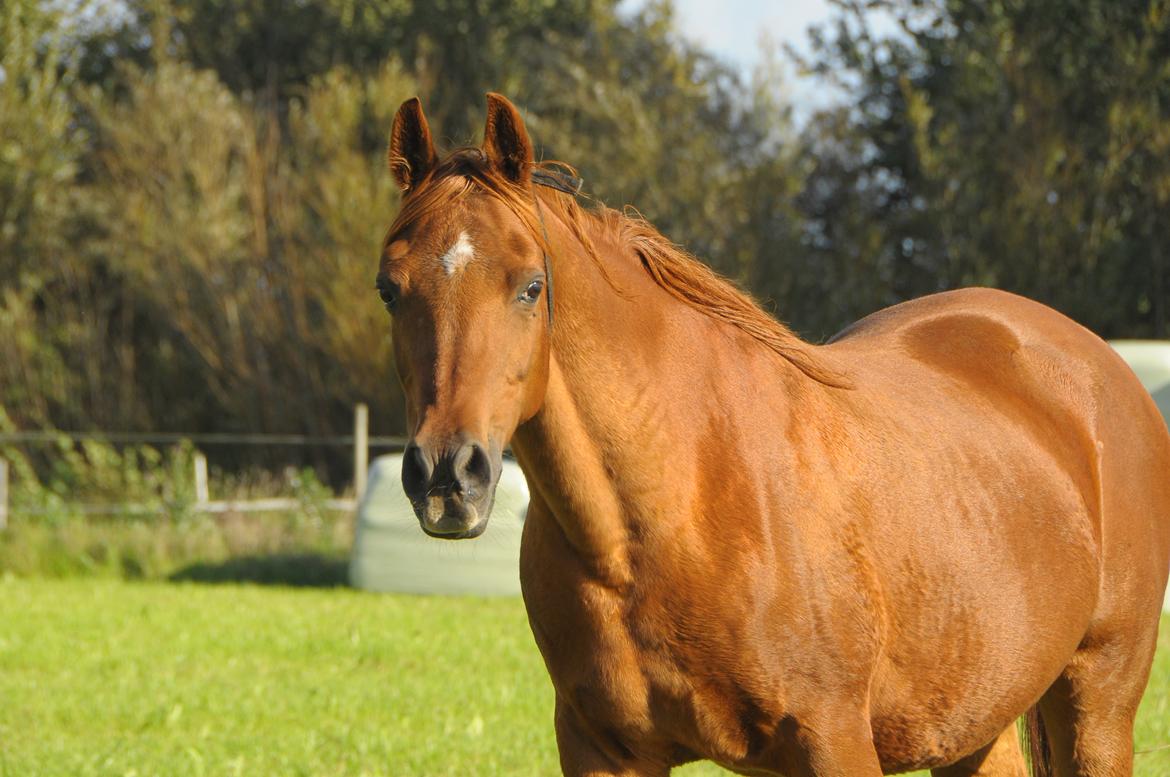 Arabisk fuldblod (OX) Betia ox - Oktober 2023 billede 1