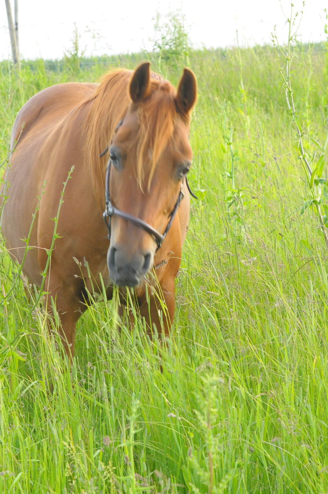 Arabisk fuldblod (OX) Betia ox - Juni 2024 billede 2