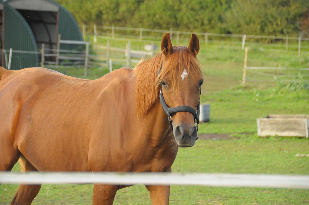 Arabisk fuldblod (OX) Betia ox - September 2023 billede 4