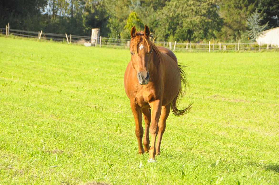 Arabisk fuldblod (OX) Betia ox billede 5