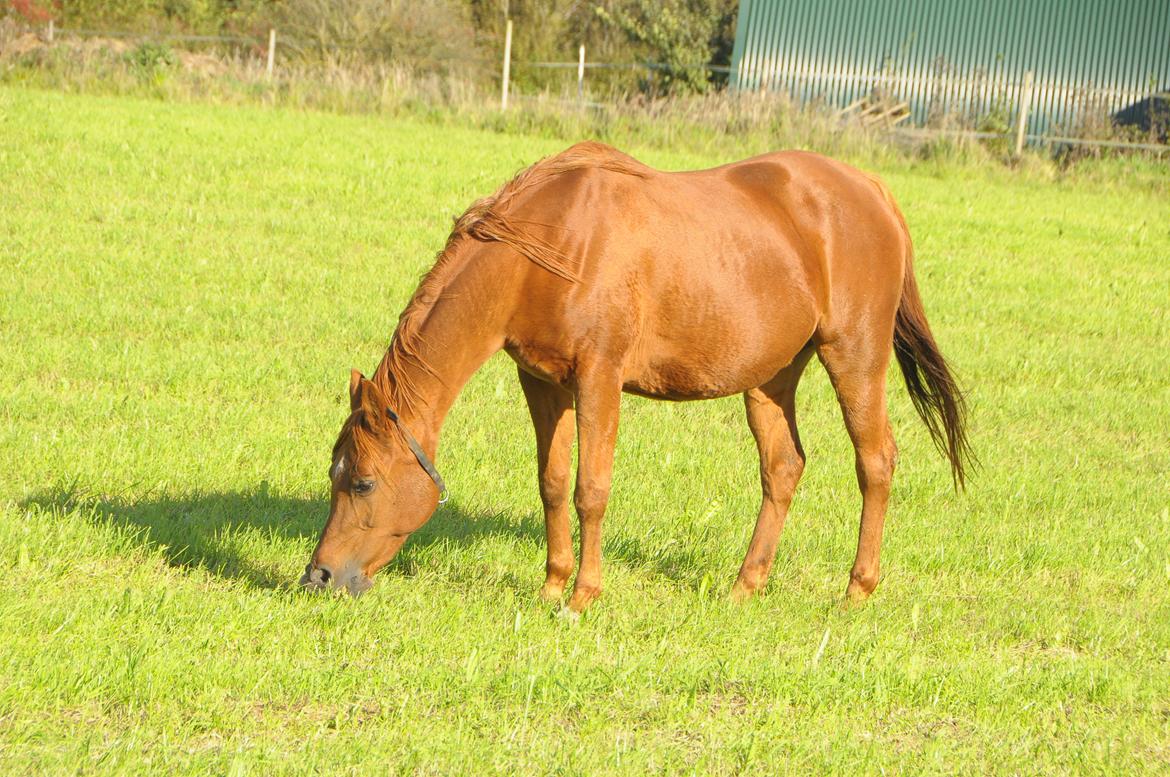 Arabisk fuldblod (OX) Betia ox billede 6