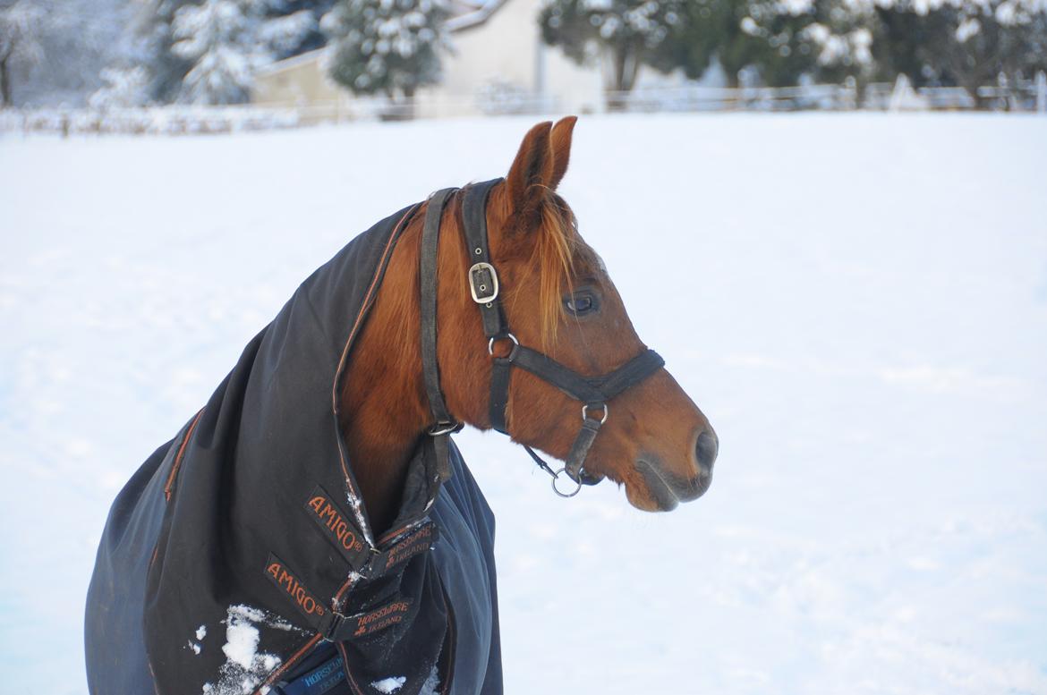 Arabisk fuldblod (OX) Betia ox - December 2023 billede 7
