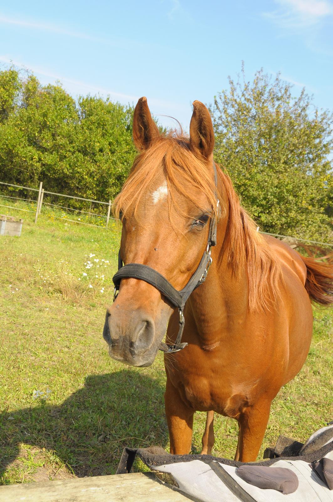 Arabisk fuldblod (OX) Betia ox billede 8