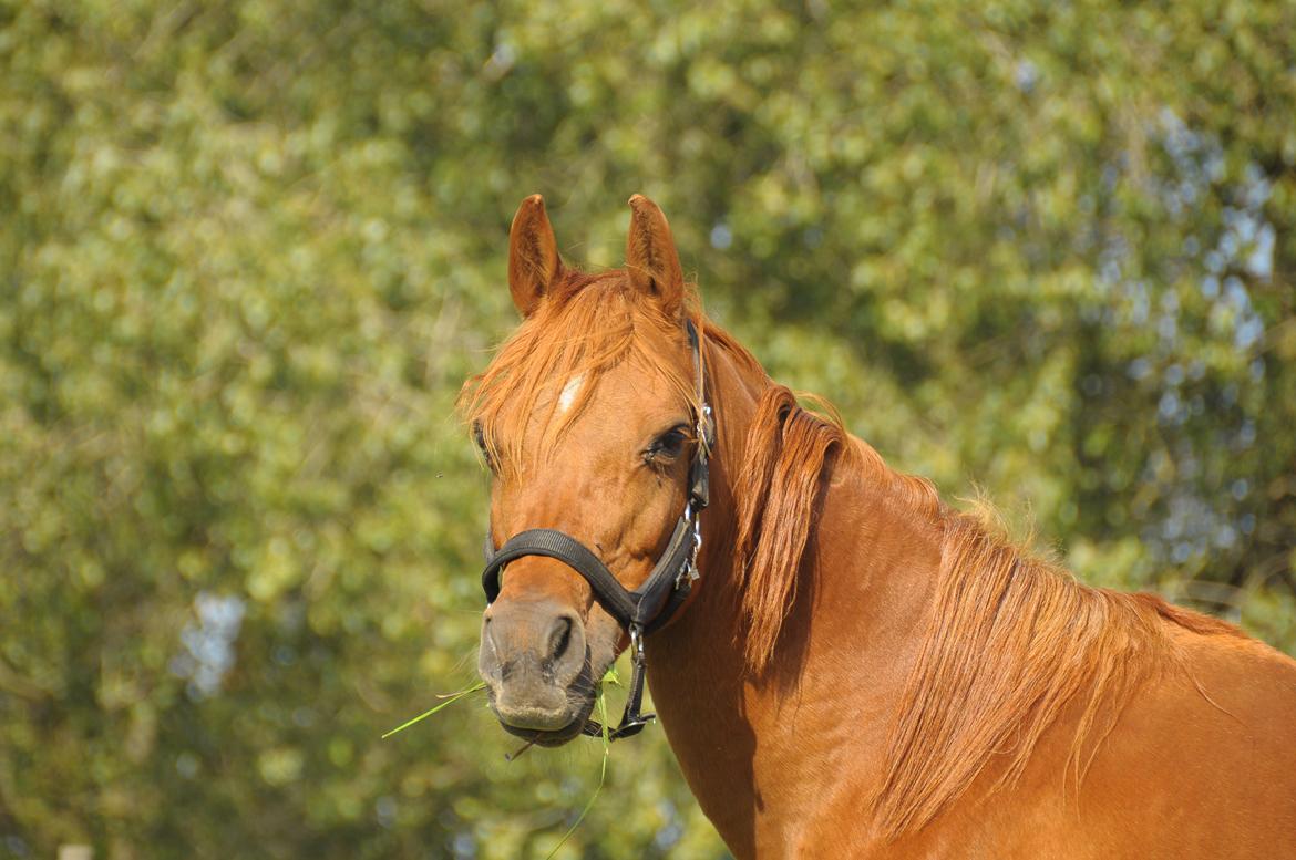 Arabisk fuldblod (OX) Betia ox billede 9