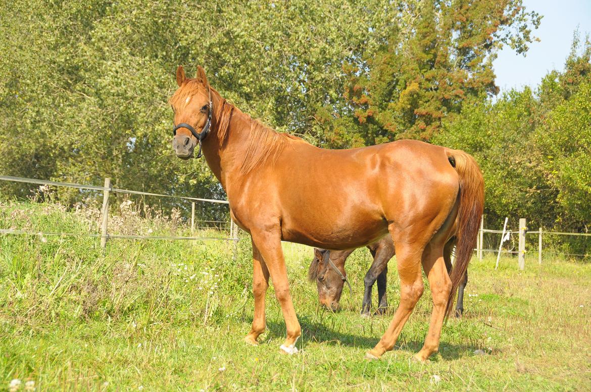 Arabisk fuldblod (OX) Betia ox - September 2023 billede 10