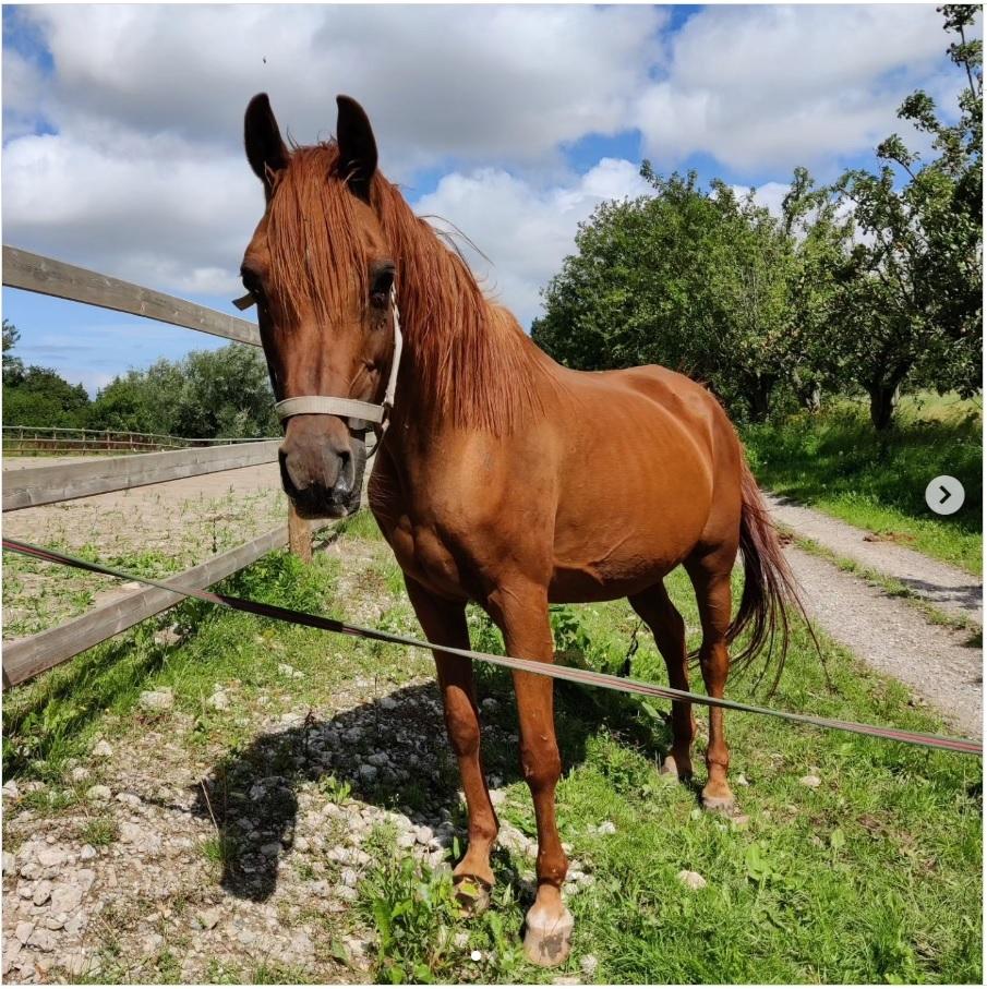 Arabisk fuldblod (OX) Betia ox - August 2023 billede 11