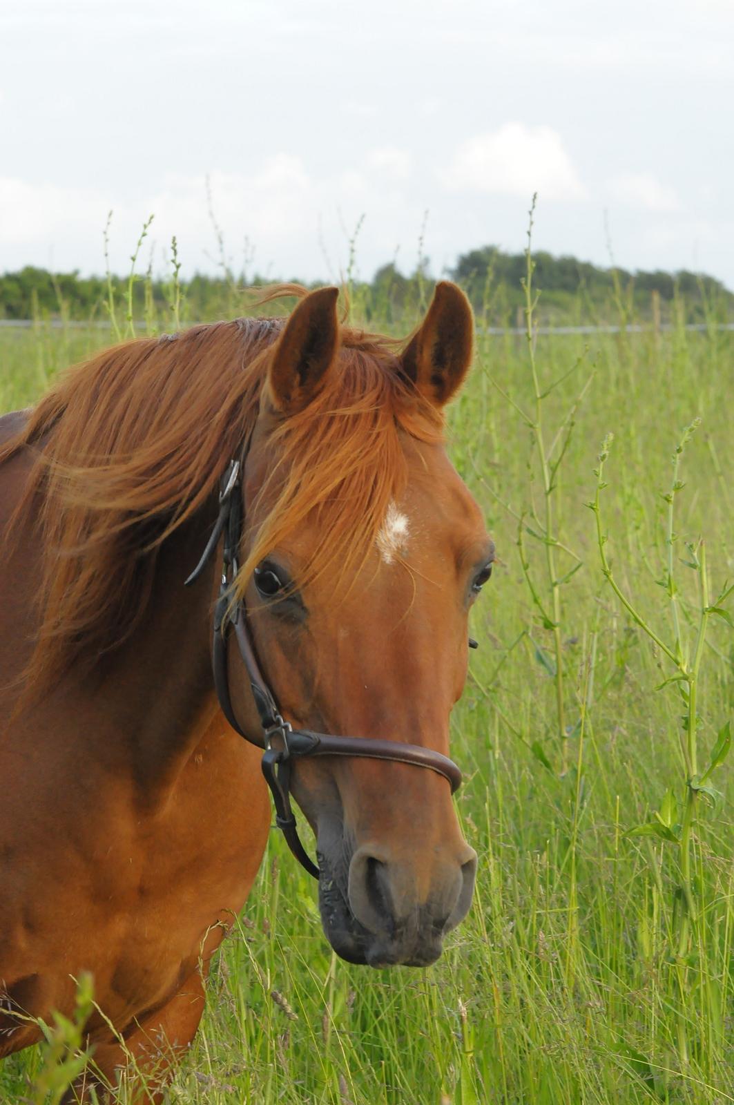 Arabisk fuldblod (OX) Betia ox - Juni 2024 billede 3