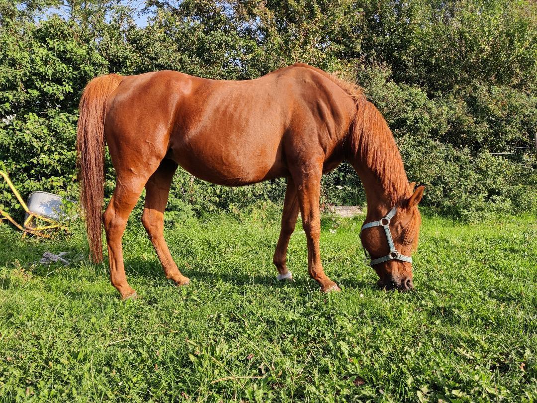 Arabisk fuldblod (OX) Betia ox - September 2023 billede 13