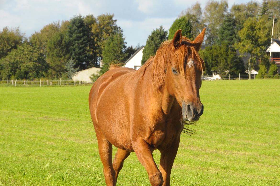 Arabisk fuldblod (OX) Betia ox - Oktober 2023 billede 12